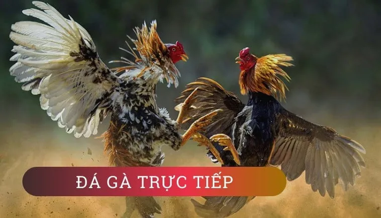 Hướng Dẫn Cách Chơi Đá Gà WS168 Tại Loto188 Hiệu Quả Nhất